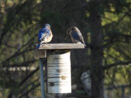 Two bluebirds perched on a wooden birdhouse in a forest setting.