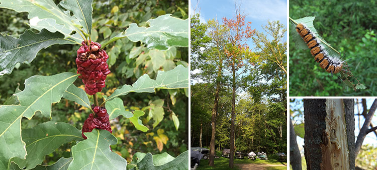 Forest Health Homepage Banner